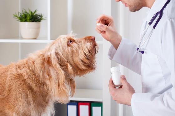 Comment bien choisir les compléments alimentaires pour votre chien ?