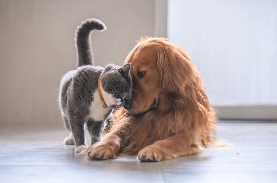 Comment prendre soin de la santé de son animal de compagnie : nos 5 conseils