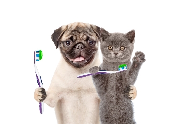 Comment prendre soin des dents de votre chien ou de votre chat ?