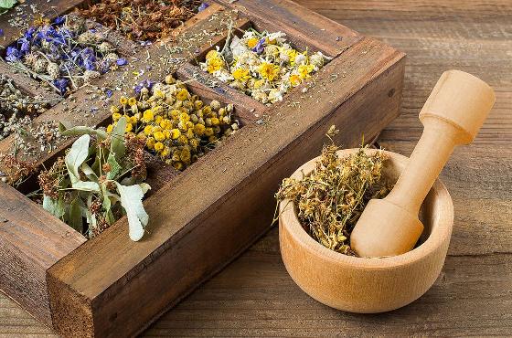 Herbología: beneficios de las plantas en nuestro organismo