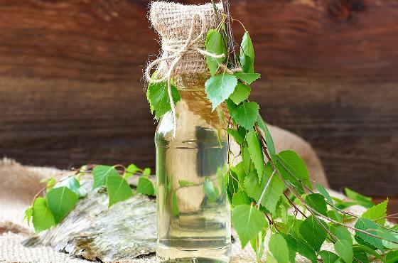 La sève de bouleau : une cure de jouvence pour l’organisme