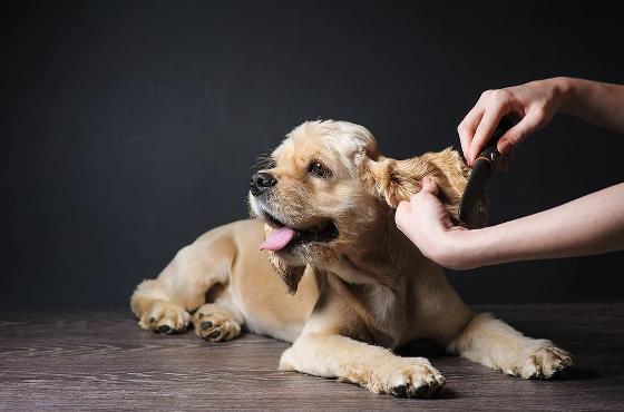 Le toilettage de son chien chez soi