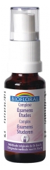 Biofloral Fleurs de Bach Complexe Examens Etudes C14 Bio 20 ml Biofloral Fleurs de Bach Complexe Examens Etudes C14 Bio 20 ml