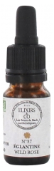 Elixirs & Co Elixirs De Bach N°37 Wild Rose 10ml Elixirs & Co Elixirs De Bach N°37 Wild Rose 10ml