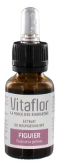 Vitaflor Extrait de Bourgeons Figuier Bio 15 ml Vitaflor Extrait de Bourgeons Figuier Bio 15 ml