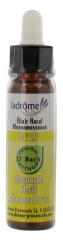Ladrôme Flowers of Bach Floral Elixir N°27: Mustard Organic 10ml Ladrôme Flowers of Bach Floral Elixir N°27: Mustard Organic 10ml