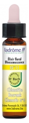 Ladrôme Bachblütenelexier Blütenessenz Nr. 11 : Klematis 10 ml Ladrôme Bachblütenelexier Blütenessenz Nr. 11 : Klematis 10 ml
