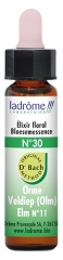 Ladrôme Bachblütenelexier Blütenessenz Nr. 30 : Englische Ulme 10 ml Ladrôme Bachblütenelexier Blütenessenz Nr. 30 : Englische Ulme 10 ml