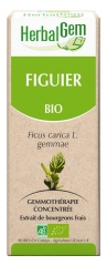 HerbalGem Figuier Bio 30 ml HerbalGem Figuier Bio 30 ml