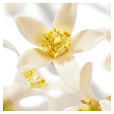 Nuxe Prodigieux Huile Prodigieuse Néroli Bio 100 ml