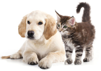 Veterinary