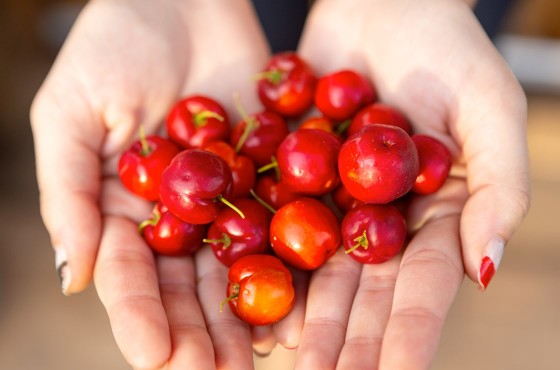 Acérola : Propriétés et bienfaits de ce superfruit