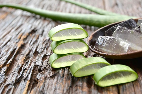 Aloe vera: the plant with a myriad of benefits