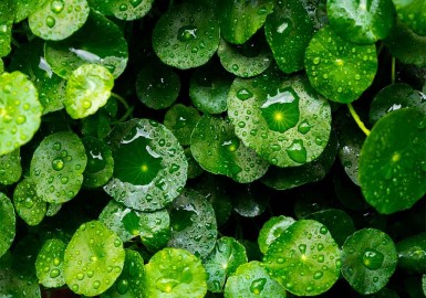 Centella asiatica : bienfaits, usages et propriétés pour la peau