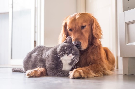 Collier anti-puces chien et chat : la solution pour éliminer les parasites