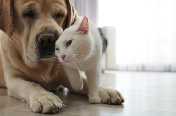 Comportement animal : adoptez les bons gestes pour éduquer votre chien ou chat