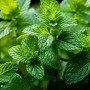 L'huile essentielle de menthe poivrée : guide complet des bienfaits et applications thérapeutiques