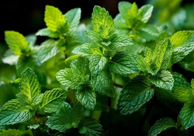 L'huile essentielle de menthe poivrée : guide complet des bienfaits et applications thérapeutiques