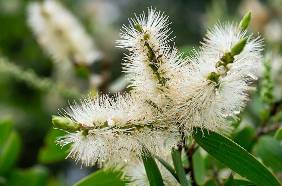 L'huile essentielle de niaouli : un trésor naturel aux multiples vertus