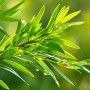 L'huile essentielle de tea tree : un trésor naturel aux multiples vertus