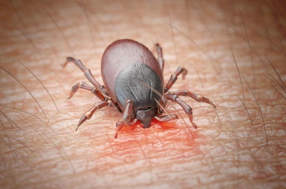 Maladie de Lyme : gare aux morsures de tiques !