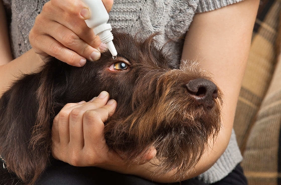 Nettoyer Les Yeux De Son Chat Ou Chien Cocooncenter