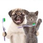 Wie können Sie die Zähne Ihres Hunds oder Ihrer Katze pflegen?