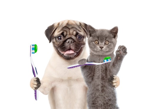 Wie können Sie die Zähne Ihres Hunds oder Ihrer Katze pflegen?