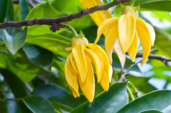 Ylang ylang : bienfaits, utilisations et précautions à connaître