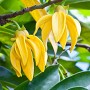 Ylang ylang : bienfaits, utilisations et précautions à connaître