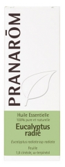 Pranarôm Olio Essenziale di Eucalipto Radié (Eucalyptus Radiata) 10 ml