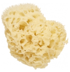 Cartel Paris Př&iacute;rodn&iacute; mořsk&aacute; houba 11 cm