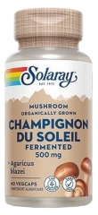 Solaray Champignon du Soleil Fermenté 500 mg 60 Capsules Végétales
