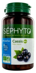 S&eacute;phyto Schwarze Johannisbeere Bio 200 Kapseln