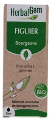 HerbalGem Figuier Bio 30 ml