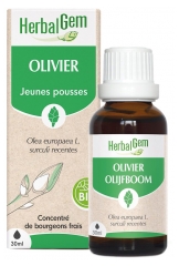 HerbalGem Bio-Olivenbaum 30 ml
