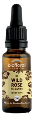 Biofloral Bach Flower Remedies 37 Dzika Róża Organic 20 ml