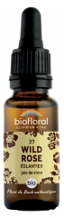 Biofloral Bach Bloesemremedies 37 Wilde Roos Organisch 20 ml