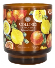 Collines de Provence Candela Profumata Alle Piante Fresche 220 g