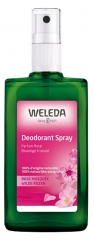 Weleda deodorant v pr&scaron;ilu z divjo rožo 100 ml