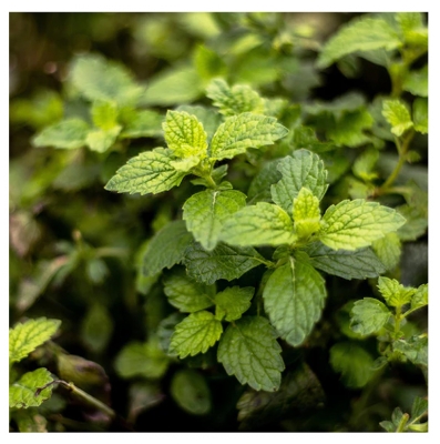 Aquasilice Forfriskende Tandpasta Ekstra-Mynte Økologisk 75 ml