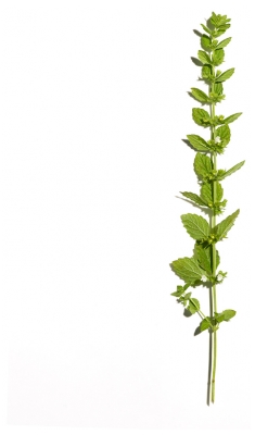 Sanoflore Aciana Botanica Eau Micellaire Démaquillante Bio 400 ml