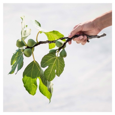 Korres Olive Figue Vartalovoide 200 ml