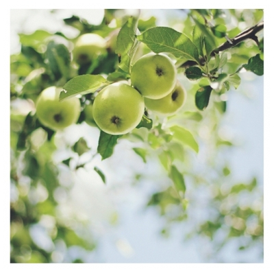 Jeanne en Provence Gel Douche Bio Pomme