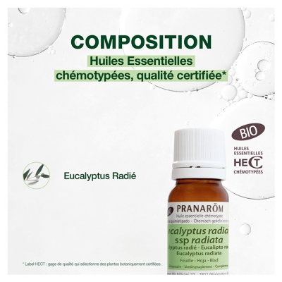 Pranarôm Huile Essentielle Eucalyptus Radié (Eucalyptus radiata) Bio 10 ml