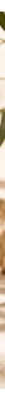Garnier Ambre Solaire Natural Bronzer Selvbruner Mælk 175 ml