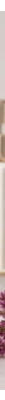 Wella Ultimate Color Shampoo für Glanz und Kopfhautberuhigung 250 ml
