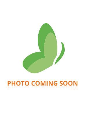 Elison Grande Presilha Cabelos Finos