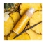 Cocosolis Pineapple Tanning Oil 110ml