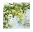 Jeanne en Provence Gel Douche Bio Pomme